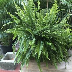 HOME PLANTS- SPECIAL PRICE BOSTON FERN 