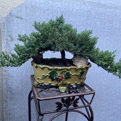 Bonjour Japanese Garden, Juniper Beautiful Plant And A Beautiful Pot $95
