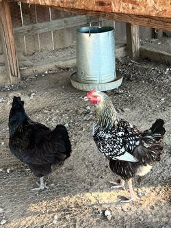 6 Laying Hens