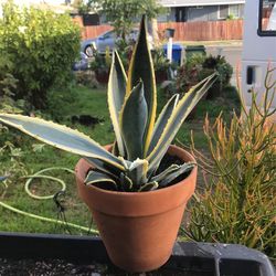 Todas Las Tardes Vendo Plantas Diferentes Tengo Muchas A Buen Precio No Paga Tax Después De Las 4 De La Tarde