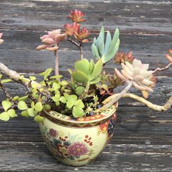 $12 Mix Succulents And Porcelain Pot