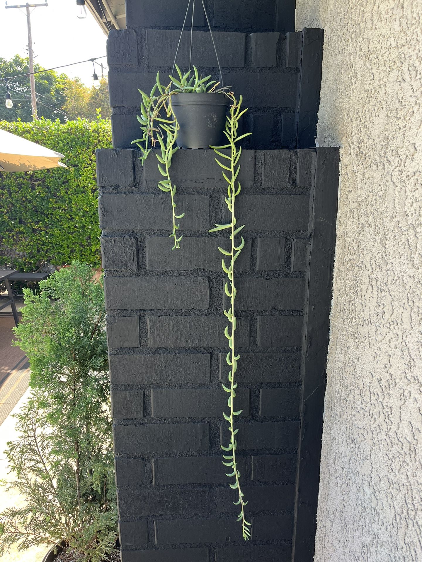 Succulents
