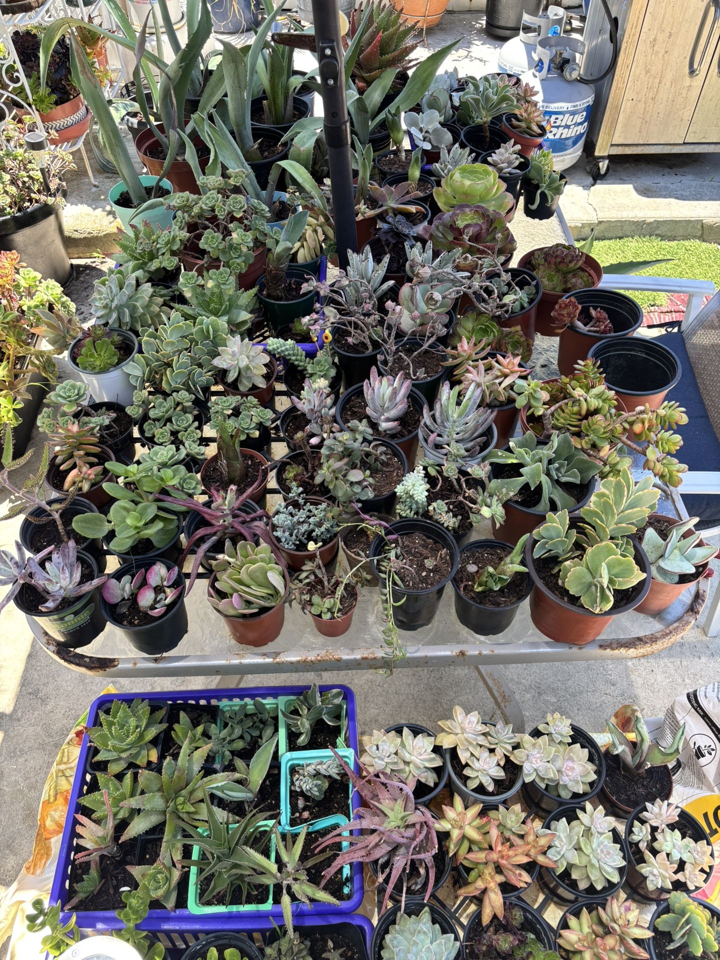 Succulents For Sale!