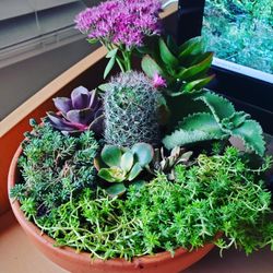 Succulents