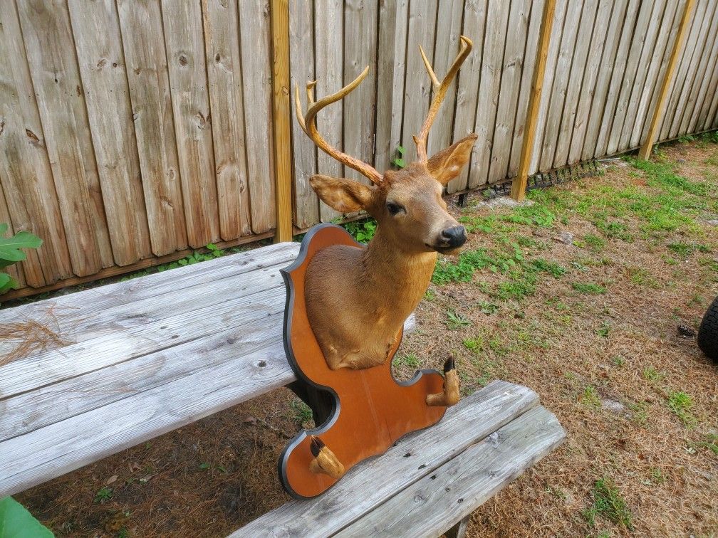 Taxidermy Deer Mount With Hooves