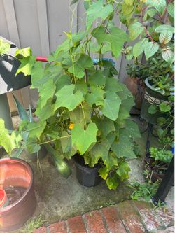 Chayotes 3 Feet Long Ready To Plant $10 Each OR $18 For 2 Plants