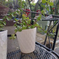 Mother's Day Jade Plant