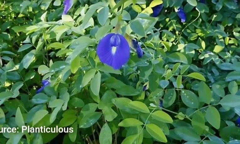 1 For $15 2 For $25 Bluebell Or Blue Pea Vine Produce Tons Of Flowers
