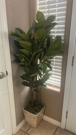 House plants