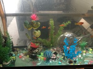 New And Used Fish Tank Decorations For Sale In St Petersburg Fl