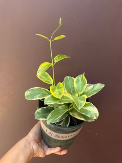 Variegated Madagascar jasmine in one gallon pot