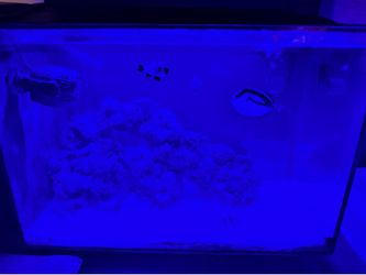 Salt water fish tank