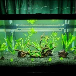 Fish Tank 