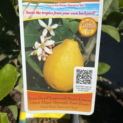Fruit trees