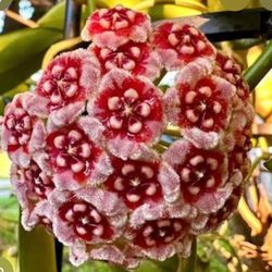 Hoya Meliflua