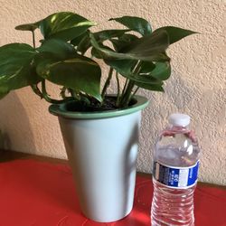 Golden  Pothos and Jade Ceramic Pot