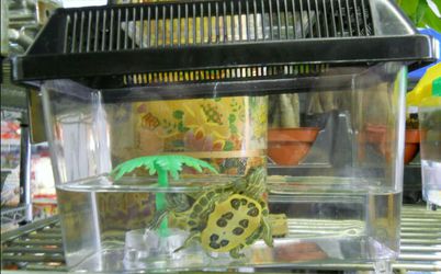 Pet baby turtles for Sale in Colorado Springs, CO - OfferUp