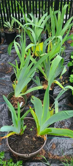 Mixed Colors Bearded Iris Plants $4 each