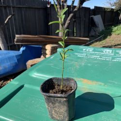 White Peach / Durazno Blanco 12”