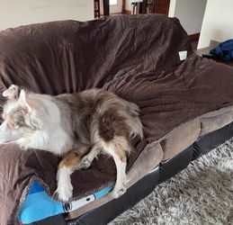 Floppy Ears Design Large Couch Cover