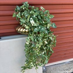 Golden Pothos Plant (see description)