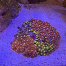 Decorative Low And High End Coral 