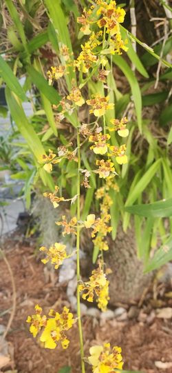 Ocidium Orchids Aka Dancing Ladies 