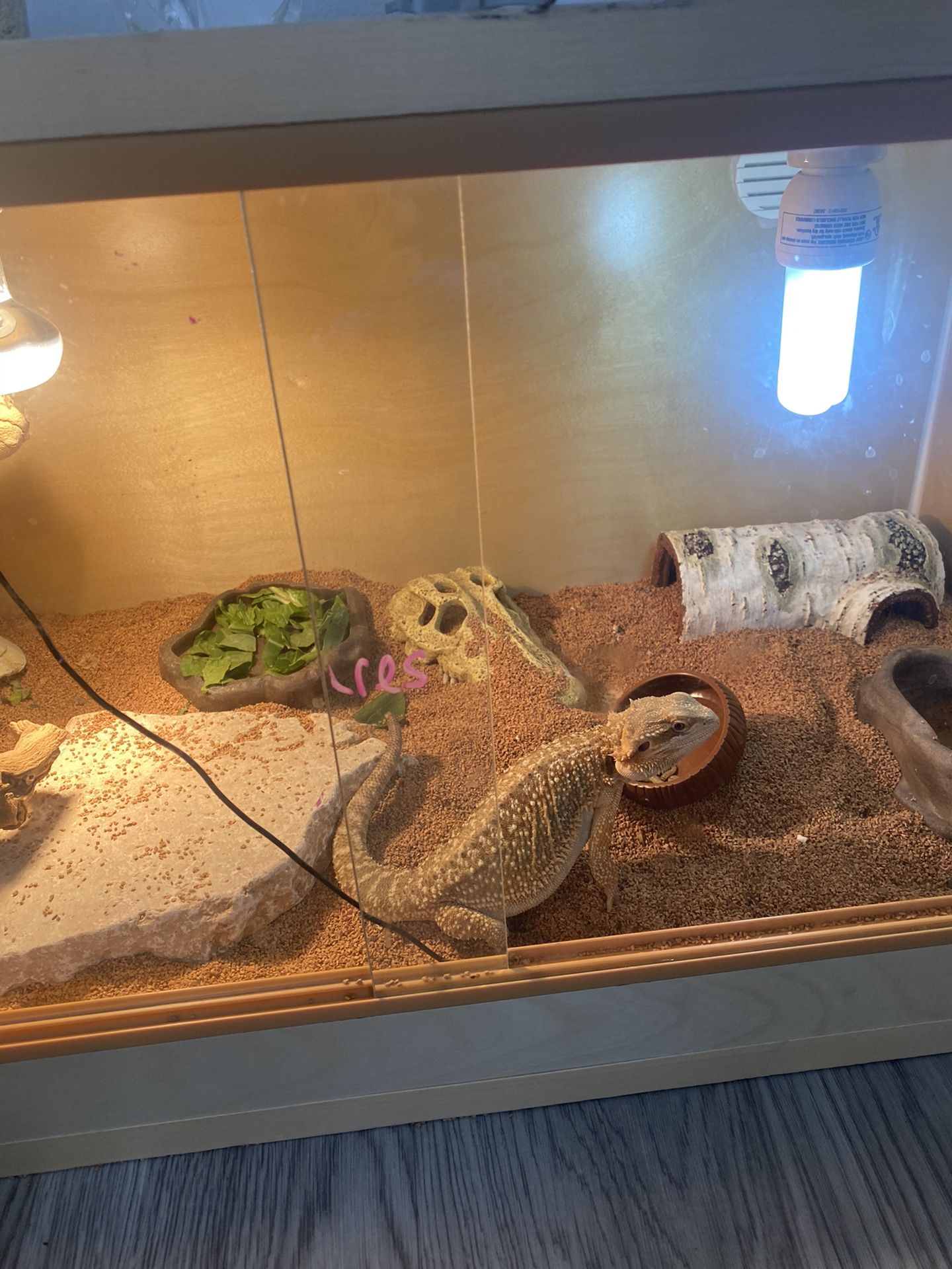 Bearded Dragon Enclosure