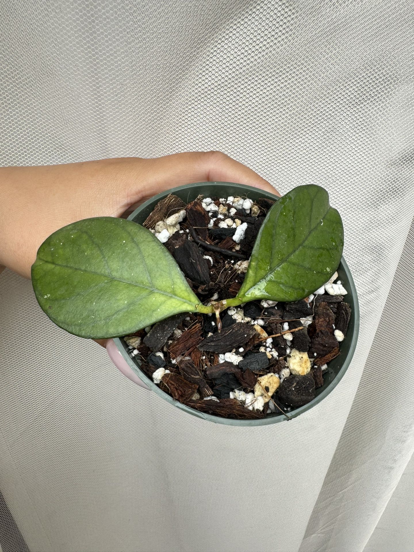 Hoya Hainanensis - 4” Pot