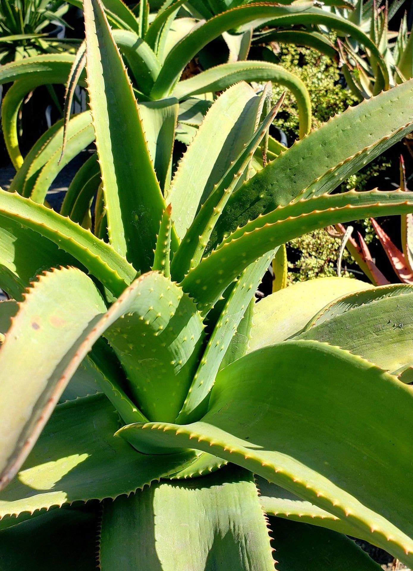 Special!! Aloe tree, savila, arbol de aloe, rare aloe, rare plant.