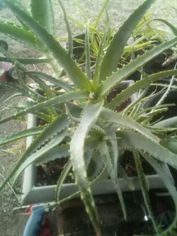 Large Aloe Vera Cluster in Decorative Planter – ¡Gran Grupo de Aloe Vera en Maceta Decorativa