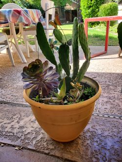 Succulents (W/planter And Decor)