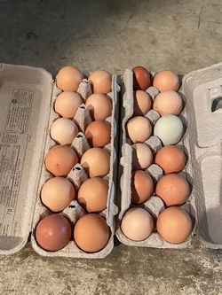 Fresh Eggs From Spoiled Chickens