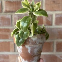 Variegated Hearts & Flowers in Aged Terracotta Pot
