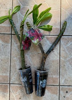 Red Plumeria Rooted