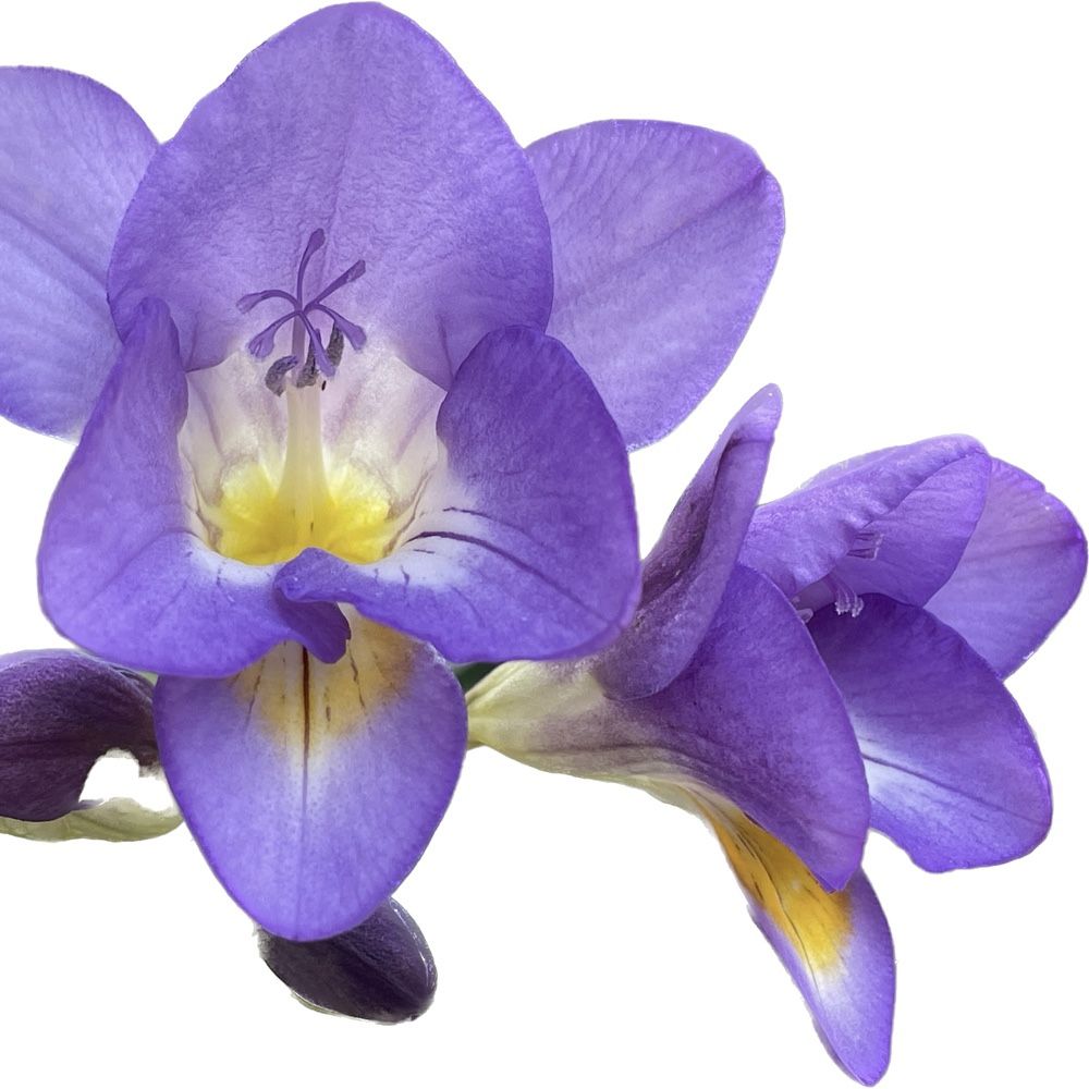Freesia Bulbs, Live Flowering, Fragrant Plant, Qty 20, Various Colors