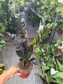 6” black Raven zz plant