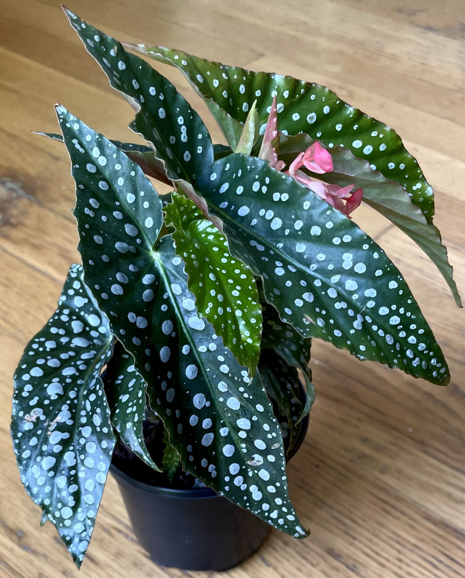 Blooming Begonia Olei Silver Spot Plant / Free Delivery Available 