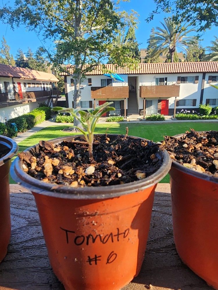 🌱 Beefsteak Tomato Plant – Healthy Starter Seedling 🌿