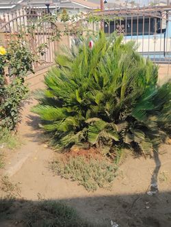 Two Single Palms You Dig Haul Free