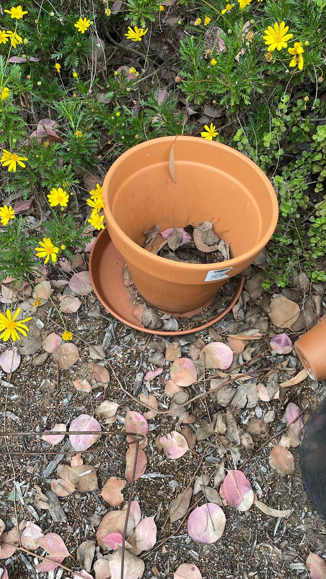 Flower Pot