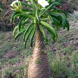 Madagascar Palm 2.5 Gallon Flower White