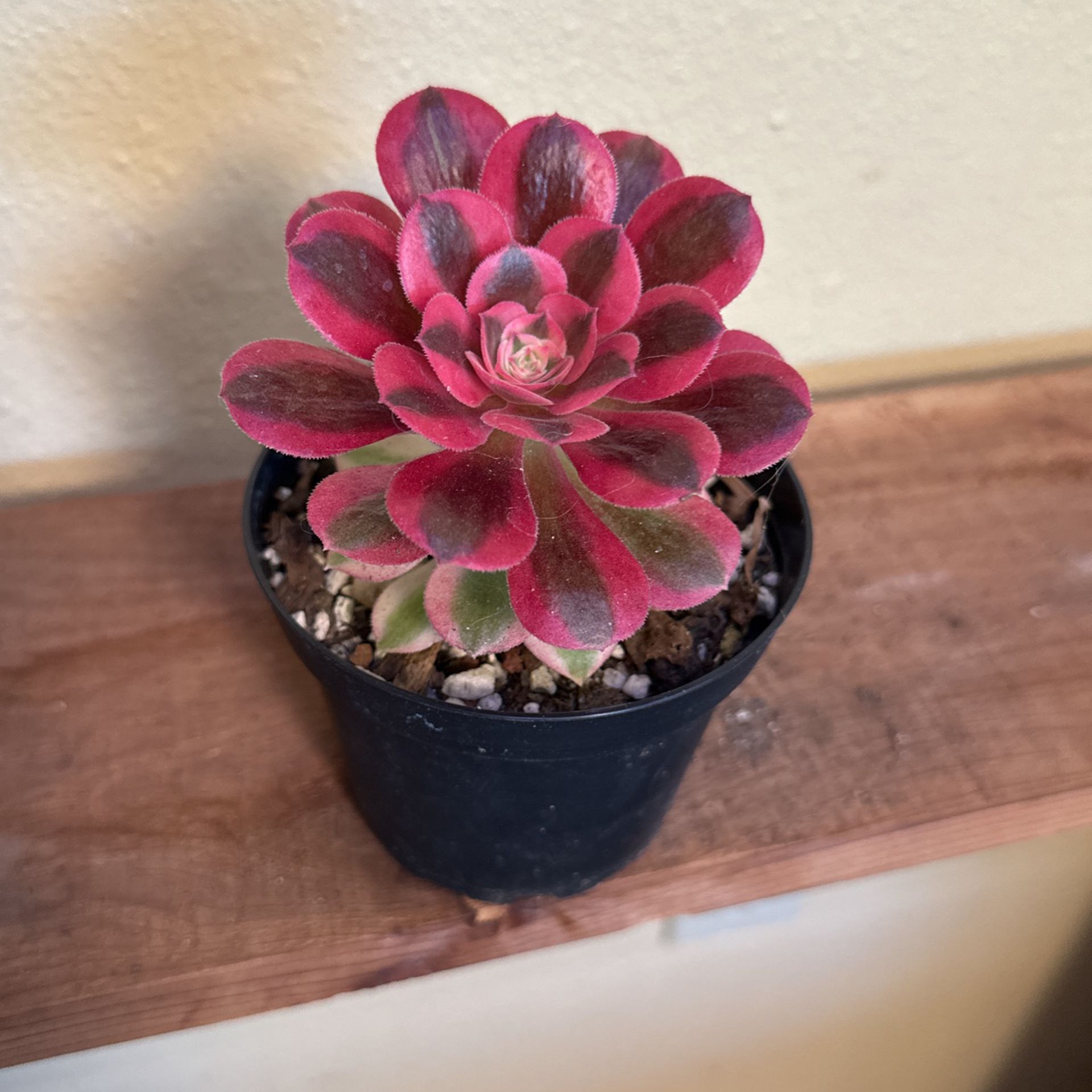 Succulents Pink Witch 