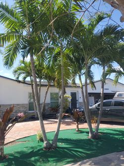 Free Palm Trees
