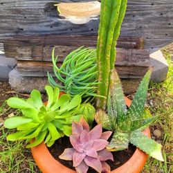 San Pedro Cactus With Alie And Succulents Mix