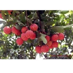 Leechee Lychee Live Plant 3ft Tall In 1 Gallon Pot