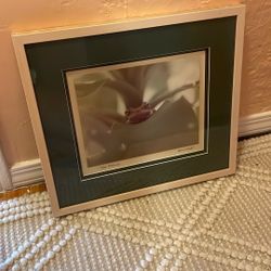 Frog Photography Decor