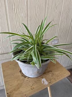 Spiterman planta natural $15