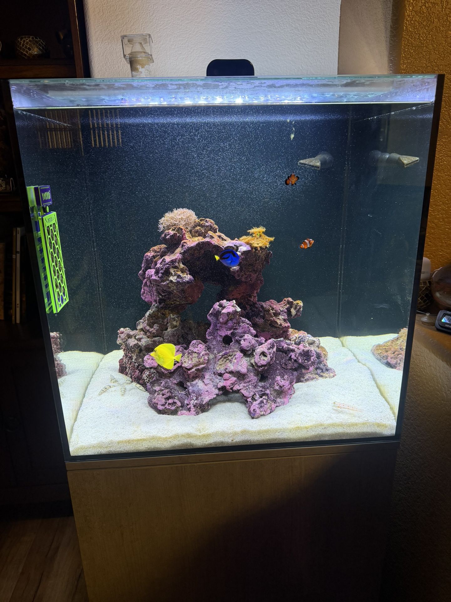 40 Gallon Cube Saltwater Aquarium