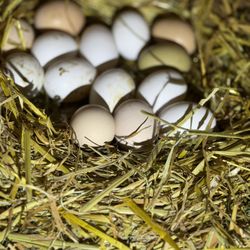 Eggs 
